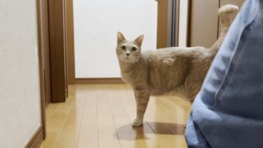 息子に追いかけられて嬉しそうに逃げる乙女な猫【ひのき猫】