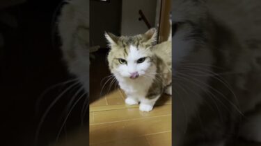 ひまわりを呼んだのに・・・【ひのき猫】