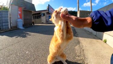 猫島の猫「顔だ!顔撫でろって言ってるんだニャん」【感動猫動画】