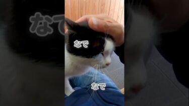 猫と待ちぼうけ。【感動猫動画】
