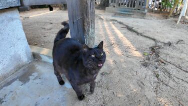 神社の井戸で猫が井戸端会議してました【感動猫動画】