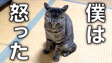 鬼ごっこ中に猫を煽りまくったらブチギレて本気で襲ってきた…【てん動画】