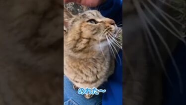 お膝の上に乗れて嬉しい猫♪【感動猫動画】