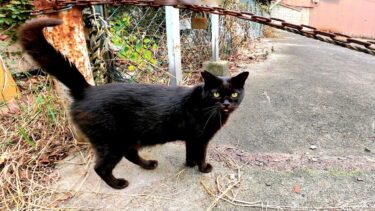 帰り道で黒猫に「ついて来な」と言われたのでついて行ったら🤩【CuteWoo】