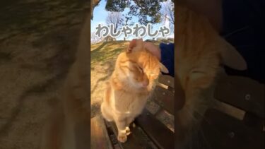 撫でられた猫の顔が面白くて可愛い #shorts【感動猫動画】