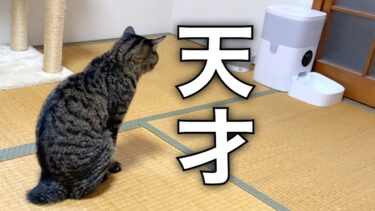 おやつを食べたい猫がとった行動が天才すぎたww【てん動画】