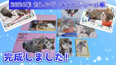 キジトラ猫リキちゃんの2024年のカレンダーができました☆猫カレンダーの紹介☆卓上カレンダー情報も！リキちゃん・ガーちゃん・ゴマちゃん【リキちゃんねる　猫動画】Cat video　キジトラ猫との暮らし