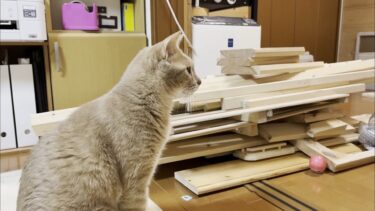 猫部屋、壊します。【ひのき猫】