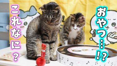 新しい物を買ってきた時の猫の反応がワクワクしててかわいい☆バリバリパッドコロコロボール・おきあがりちゅ～る【リキちゃんねる　猫動画】 キジトラ 猫のいる暮らし