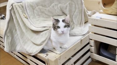 子供部屋から猫を取り戻すためにコタツとテントを出してみました【ひのき猫】