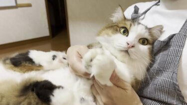 一緒に暮らすと分かる秀吉のできる事【ひのき猫】