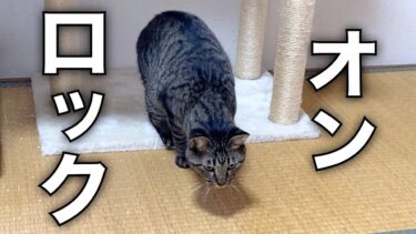 獲物を捕まえる猫の動きが速すぎた…【てん動画】