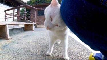 起きてすぐ甘えてくる白猫ちゃん【感動猫動画】
