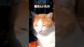これは売り物かにゃ…？【感動猫動画】