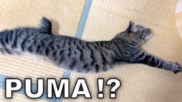 プーマのロゴすぎる猫がこちらww【てん動画】