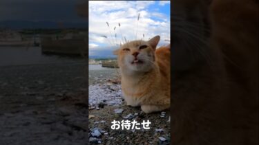 撫でてもらいたかったけど怒られてしょぼん…🐱【感動猫動画】