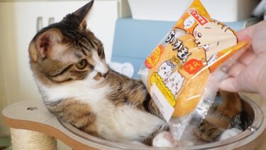 ピザまんにだけやたらビビる猫☆ちいかわパンを見た猫のそれぞれの反応が個性的過ぎて笑うｗ　☆いらんいらんの儀式なガーちゃん・驚く猫ゴマちゃん☆　【リキちゃんねる　猫動画】 キジトラ 猫のいる暮らし