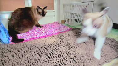 飼い主が風呂へ入ってから上がるまでのシャム猫２匹の動向に！⛲🤭【CuteWoo】