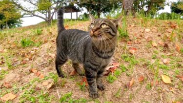 池の側で出会った猫とベンチで一緒に休憩する【感動猫動画】