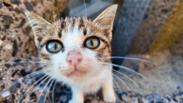 海辺に降りていくと猫が沢山いて楽しい【感動猫動画】
