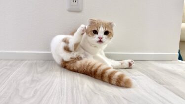 去勢した後、タマタマが無くなったと気づいた子猫がこうなっちゃいました…【もちまる日記】