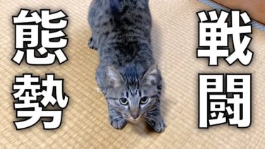 甘えてくる猫を無視し続けたら大激怒して襲いかかってきた…【てん動画】