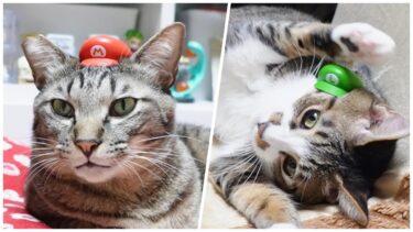 『イッツミーマーリオ！』になる猫☆猫にマリオの帽子＆ルイージの帽子をかぶせてみたよ☆絶対乗せないマンな猫ゴマちゃん☆セブンイレブン限定ボトルキャップ【リキちゃんねる　猫動画】 キジトラ 猫のいる暮らし