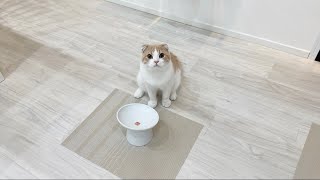 手術前日にごはん抜きにされた子猫が腹ペコでこうなっちゃいました…【もちまる日記】