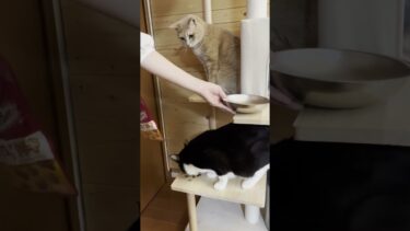 おやつを食べるだけなのに手のかかる子です【ひのき猫】