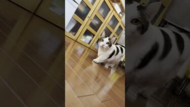 こっちをチラ見しながら通り過ぎる豆大福【ひのき猫】