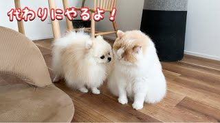 体調不良の猫の代わりに犬のとった行動が優しすぎました！泣【猫のレモンちゃんねる】