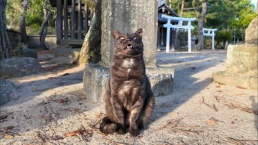 神社の黒猫ちゃん、鳥居の所まで出迎えにきてくれた【感動猫動画】