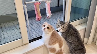 大好きなぬいぐるみが洗濯されてたときの猫たちの反応がかわいすぎました笑【もちまる日記】