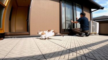 窓拭き中にインターホンが鳴ったら代わりに急いで玄関へ駆けつけてくれた猫🚪【CuteWoo】