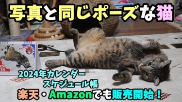 奇跡の映像！？カレンダー写真と同じへそ天ポーズを披露する猫ガーちゃん☆2024年カレンダー・スケジュール帳が楽天Amazonでの販売も始まりましたのでお知らせです。【リキちゃんねる】