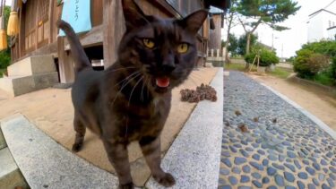 神社の猫達みんな逃げたと思ったらよく喋る黒猫ちゃんだけが寄ってきた(他2本)【感動猫動画】