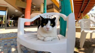 猫と相席できる商店街の食事処のテラス席【感動猫動画】