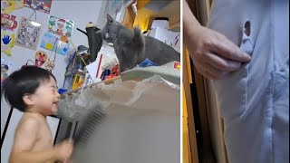 ママのズボンに穴開けるほど！？ 狂暴猫 VS 凶暴三男！熾烈なバトル！【kokesukepapa】