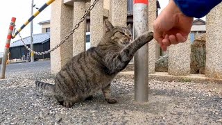 最初はビビっていたけど一回撫でるとゴロンゴロン転がるキジトラ猫がカワイイ【感動猫動画】