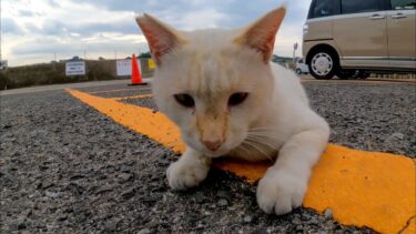 神社の駐車場にいた白猫ちゃん、何か言ってる【感動猫動画】