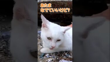 ツンデレすぎる猫が可愛い #shorts【感動猫動画】