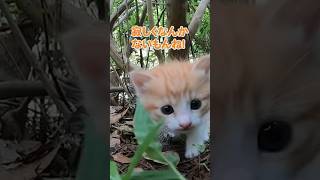 寂しくないもん！！【感動猫動画】