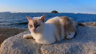 夕方の防波堤で猫が寄ってきた(他2本)【感動猫動画】
