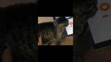 猫語翻訳機をうちの猫に使ったらとても嫌われていた… #猫【てん動画】