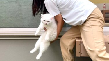 キャンプ中に雨が降ってきて「きゃん」と鳴いちゃう猫【ポムさんとしまちゃん / ねこべや】