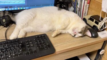「オレはココで寝る」と決意した少し太ってる猫【ひのき猫】