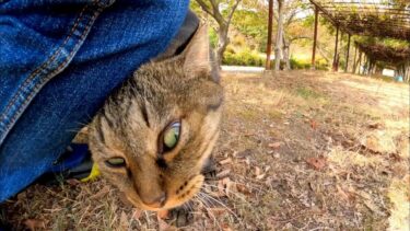 丘の上の公園で出会ったキジトラ猫ちゃん、足元に擦り寄ってきてカワイイ【感動猫動画】