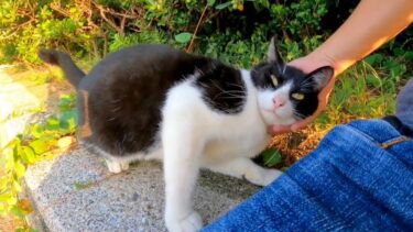 海辺の道にいたハチワレ猫ちゃん、撫でられる為に石段に上ってきた(他2本)【感動猫動画】