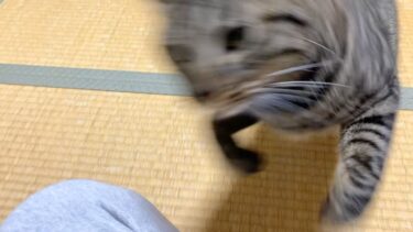 パパの金玉を潰しにくるふくちゃん….【てん動画】