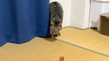 猫が獲物を狩る瞬間にみせる面白い行動…【てん動画】